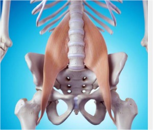 Hip Flexor Muscles in bowling - Skeleton with Hip Flexors Shown